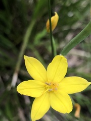 Bulbine bulbosa