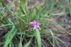 Geranium caespitosum