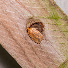Agonopterix robiniella