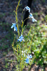 Lechenaultia biloba