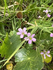 Oxalis debilis