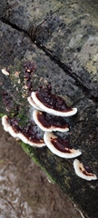 Earliella