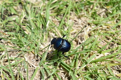 Phanaeus furiosus
