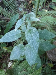 Stachys chamissonis
