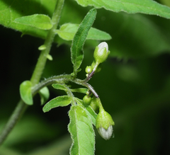 Solanum ehrenbergii