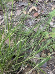 Lomandra pauciflora