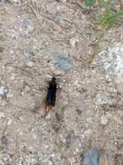 Urocerus cressoni