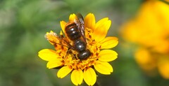 Osmia azteca