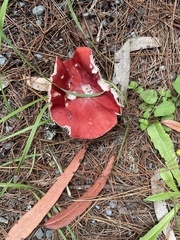 Russula rhodocephala
