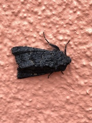 Neumichtis nigerrima