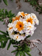 Heliotropium floridum