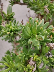 Heliotropium floridum