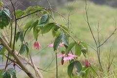 Passiflora tarminiana
