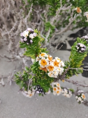 Heliotropium floridum