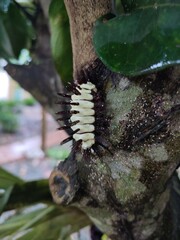 Megalopyge