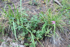 Geranium caespitosum