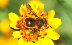 Osmia azteca
