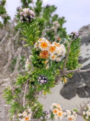 Heliotropium floridum