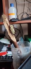 Megalopyge