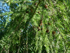 Larix decidua
