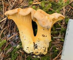 Cantharellus roseocanus