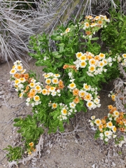 Heliotropium floridum