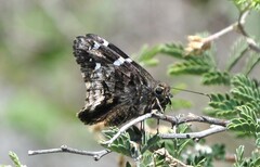 Codatractus arizonensis