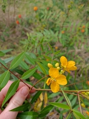 Senna