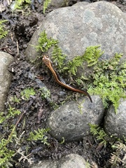 Plethodon elongatus