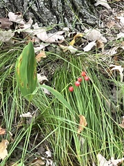 Convallaria