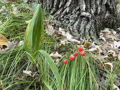 Convallaria