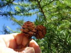 Larix decidua