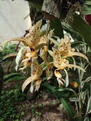 Stanhopea