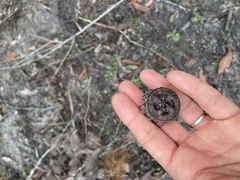 Eucalyptus megacarpa