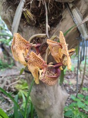 Coryanthes
