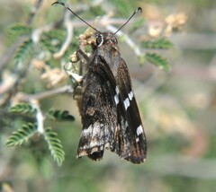 Codatractus arizonensis