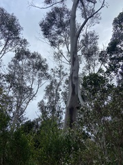 Eucalyptus megacarpa
