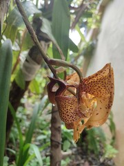 Coryanthes