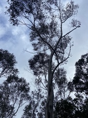Eucalyptus megacarpa