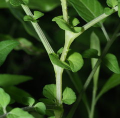 Solanum ehrenbergii
