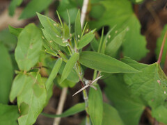 Dichanthelium scoparium
