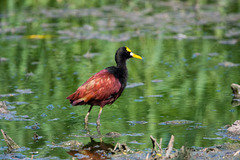 Jacana spinosa