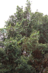 Passiflora tarminiana