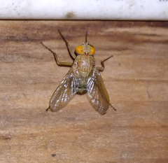 Ormia