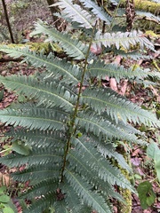 Dryopteris goldieana