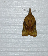 Platynota flavedana