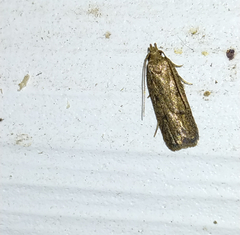 Glyphidocera juniperella