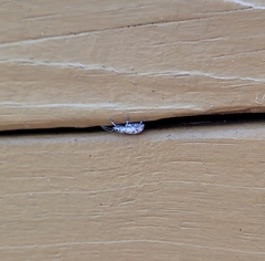 Myllocerus undecimpustulatus