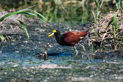 Jacana spinosa