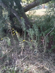 Solidago